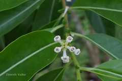 Cestrum diurnum